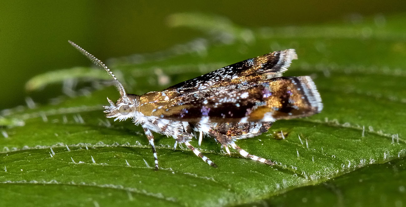 Choreutidae? s, Procoreutis sehestediana